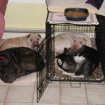 Relaxing Dogs
