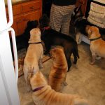 Dog Sitting first clients