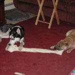 Husky And Shar Pei