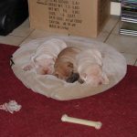 Puppies