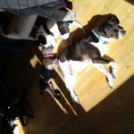 Sunning Dogs