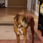 Boxer