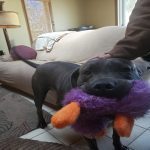 Happy Dog Toys