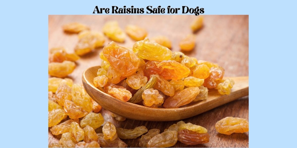 Are Raisins Safe for Dogs