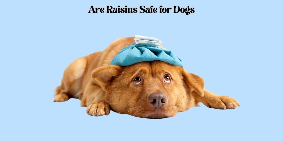 Are Raisins Safe for Dogs