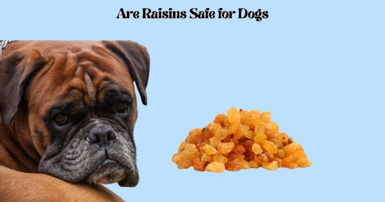 Are Raisins Safe for Dogs?