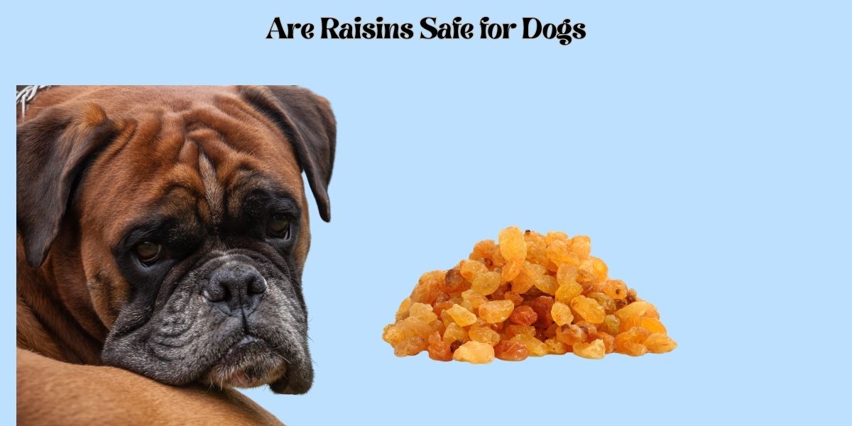 Are Raisins Safe for Dogs?