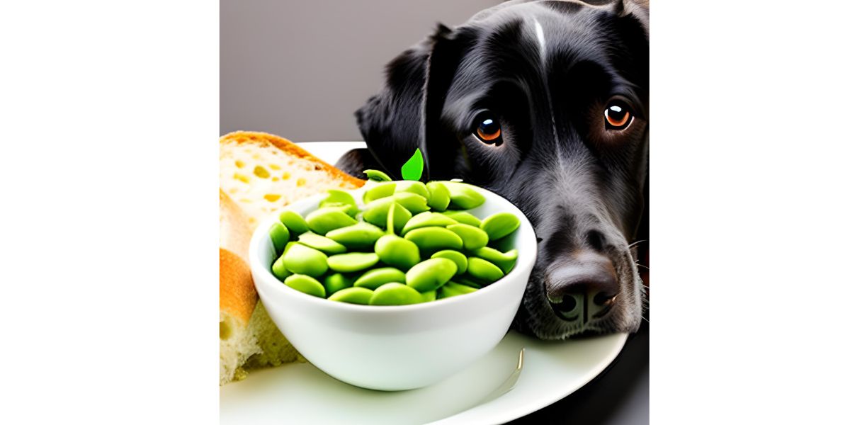 Can Dogs Eat Edamame?
