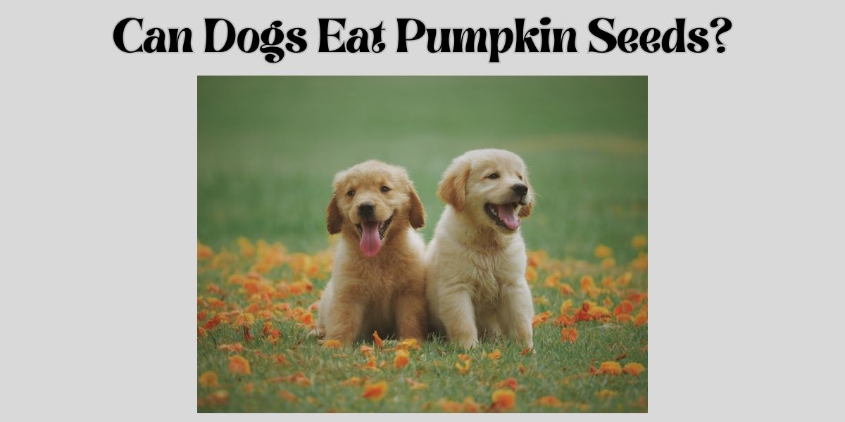 Can dogs eat pumpkin seeds