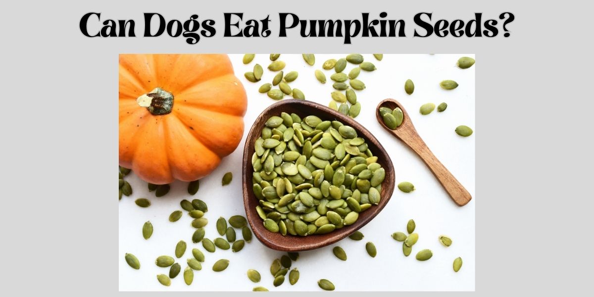 Can dogs eat pumpkin seeds