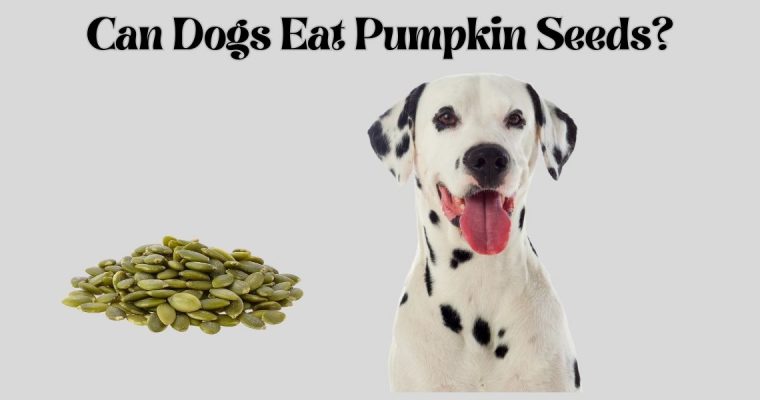 Can Dogs Eat Pumpkin Seeds?