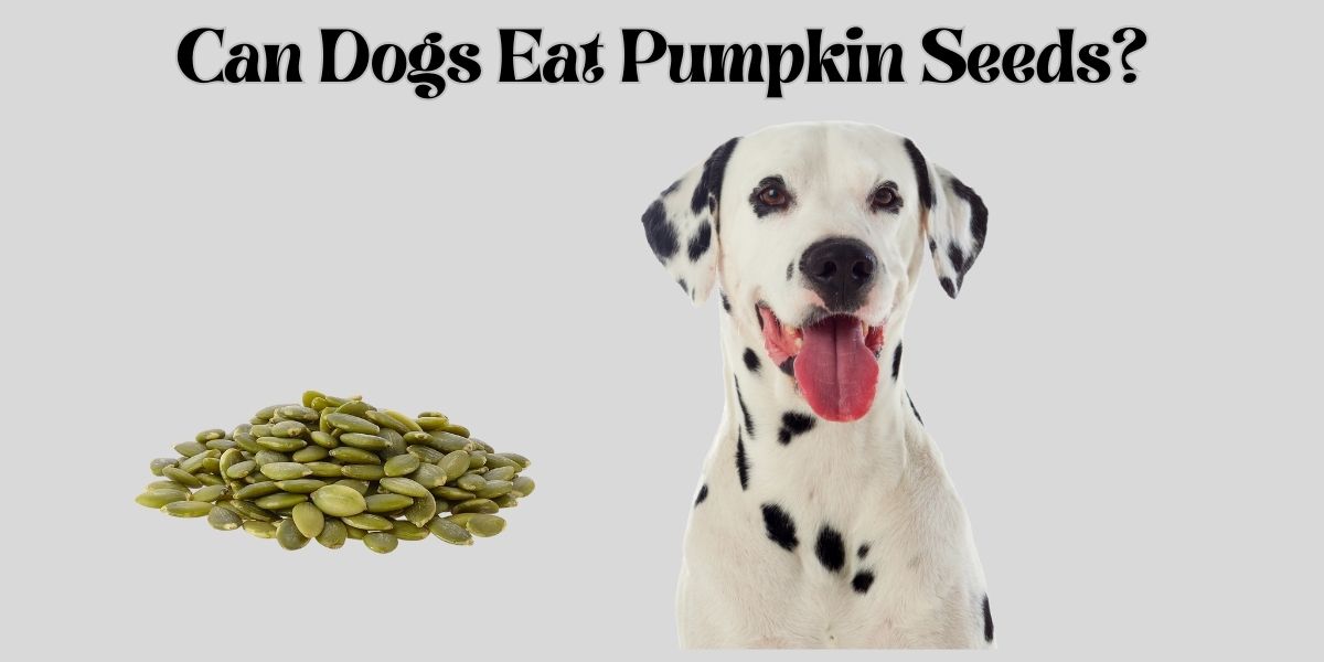 Can Dogs Eat Pumpkin Seeds?