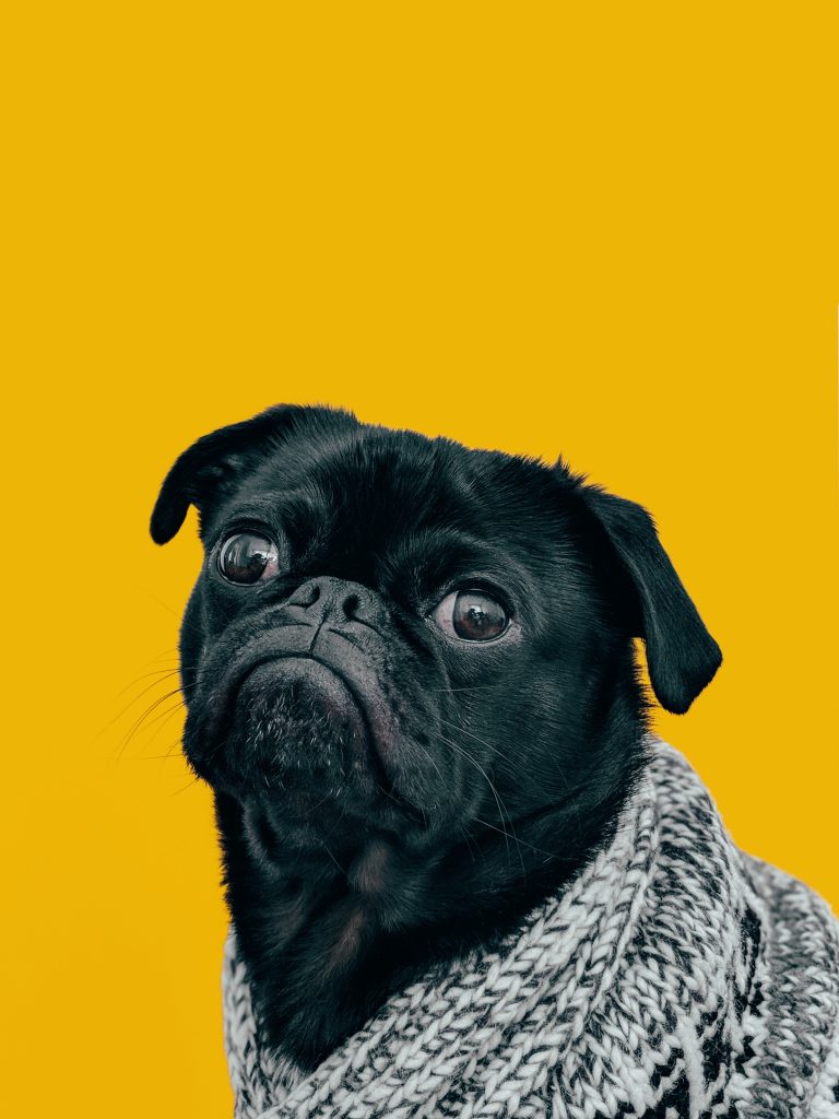 Are Beets Safe for Dogs?