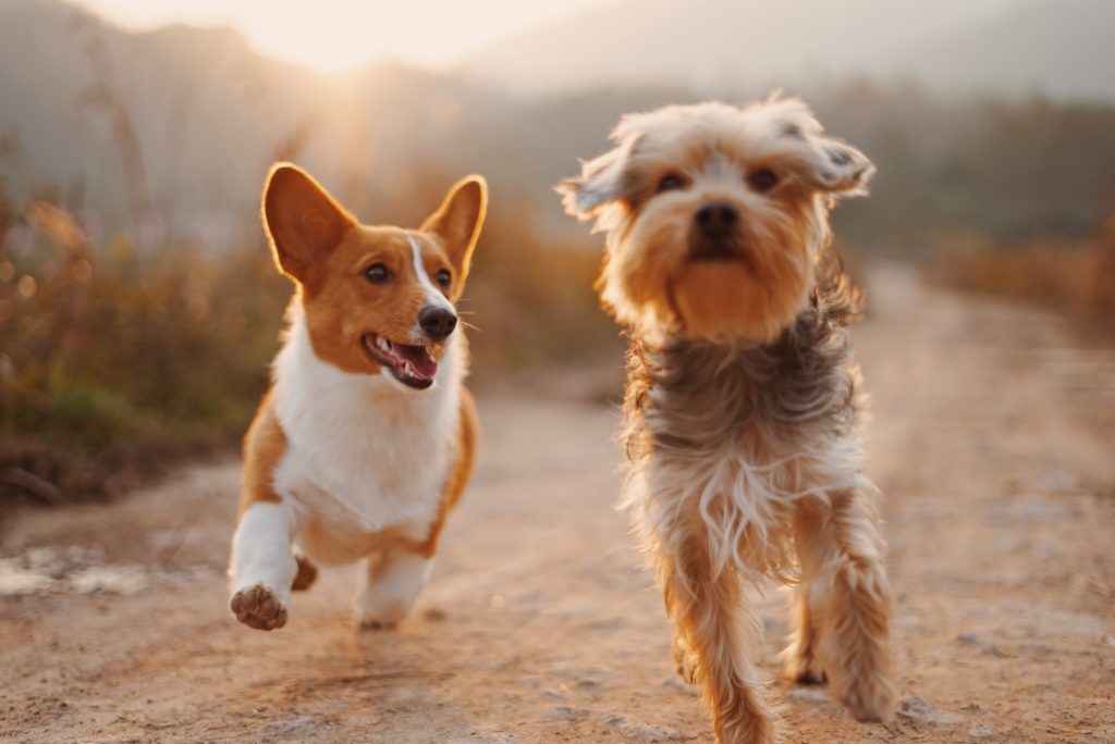 Are Radishes Safe for Dogs?