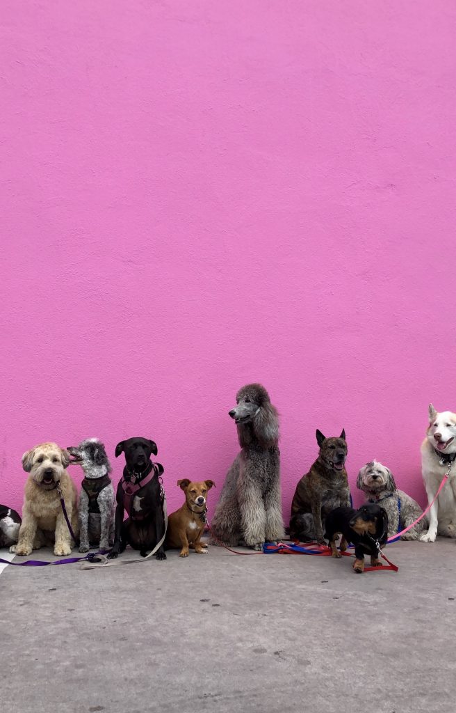 Are Radishes Safe for Dogs?
