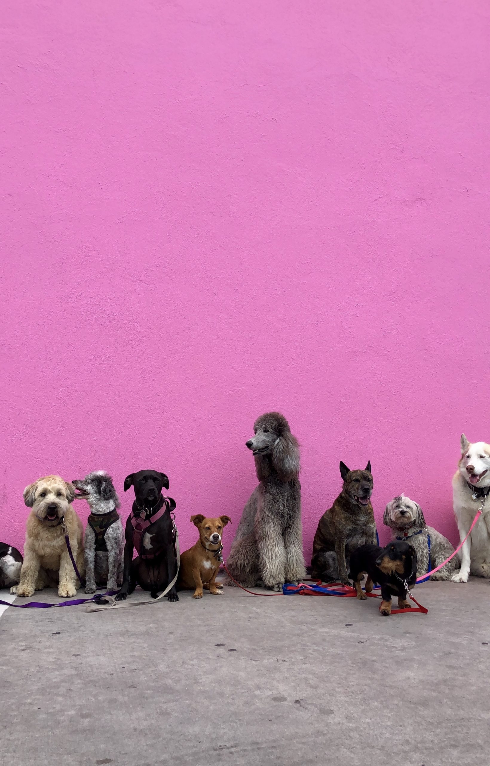 Finding the perfect dog breed