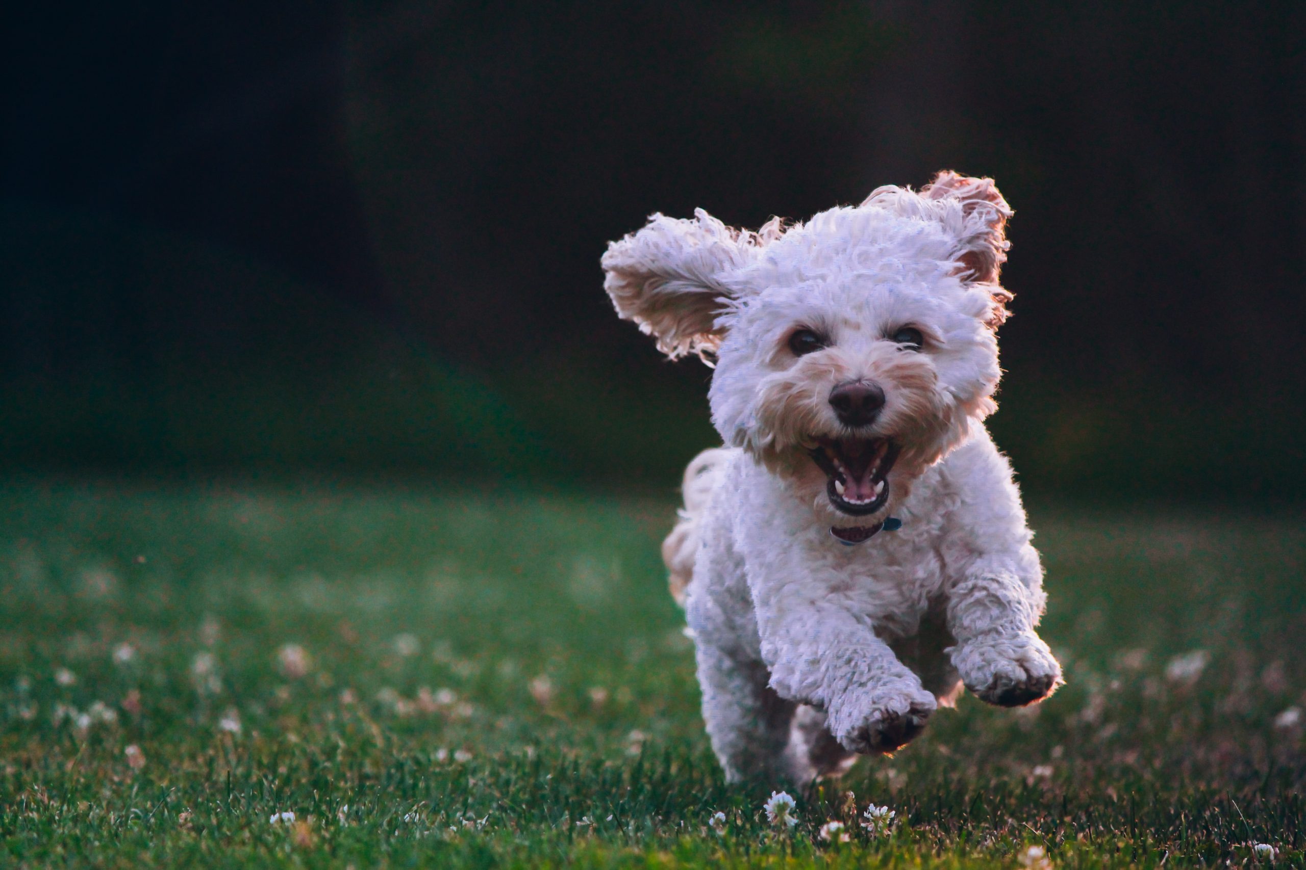  Preparing Your Home For A New Canine