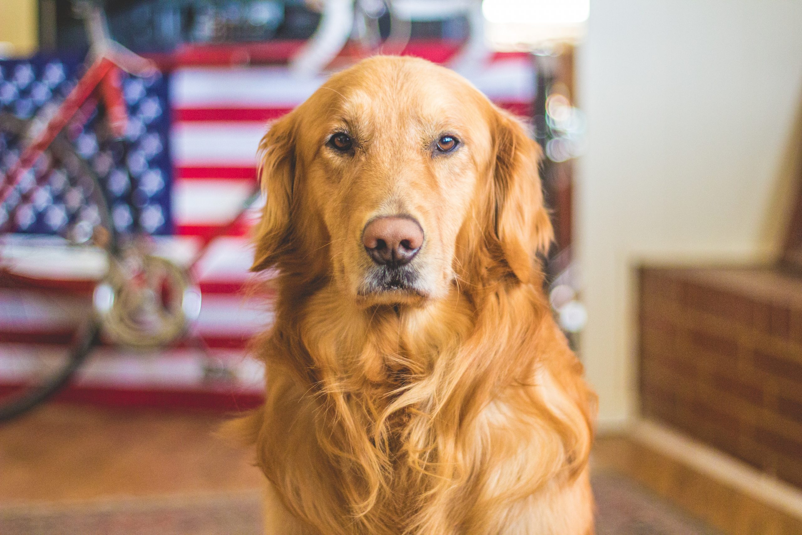 What Dogs Do Police Use