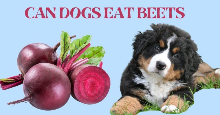 Are Beets Safe for Dogs?