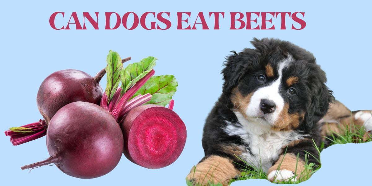 Are Beets Safe for Dogs?