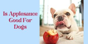 can dogs eat applesauce
