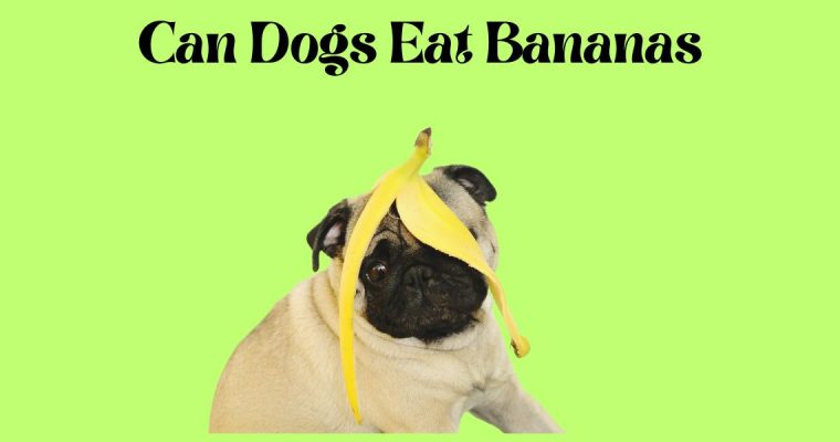 Is it Safe for Dogs to Eat Bananas?