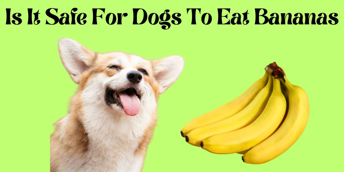 can dogs eat bananas
