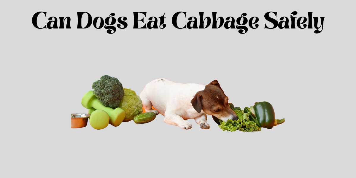 can dogs eat cabbage safely