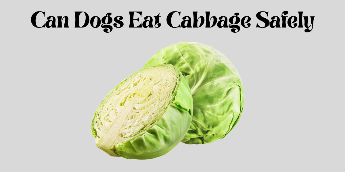can dogs eat cabbage safely