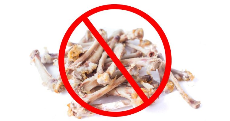 Can Dogs Eat Chicken Bones: A Complete Guide