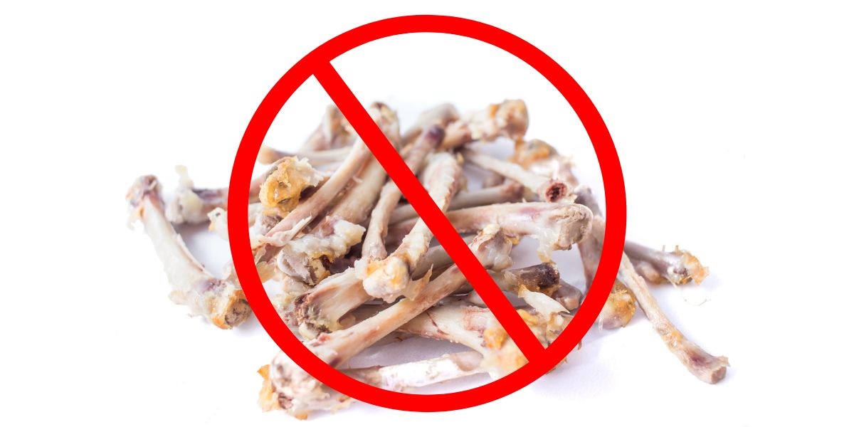 Can Dogs Eat Chicken Bones: A Complete Guide