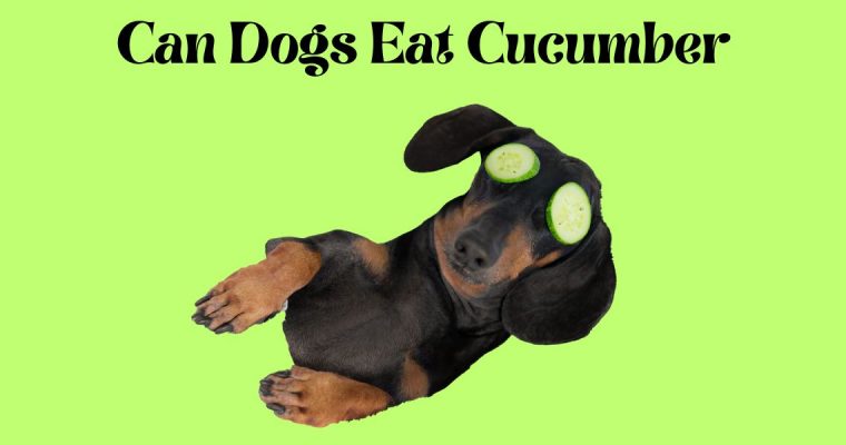 Can Dogs Eat Cucumber