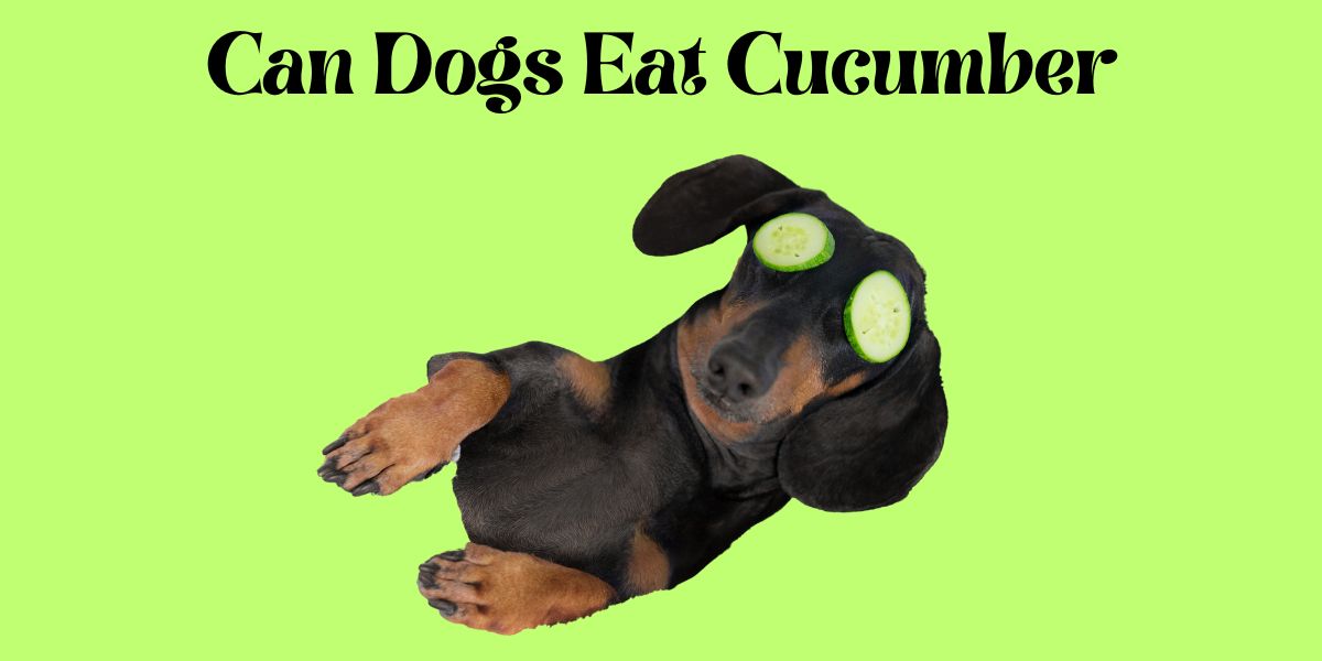 Can Dogs Eat Cucumber