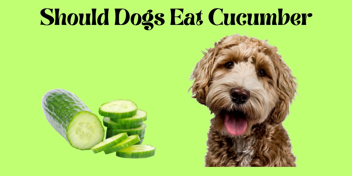 can dogs eat cucumbers.
