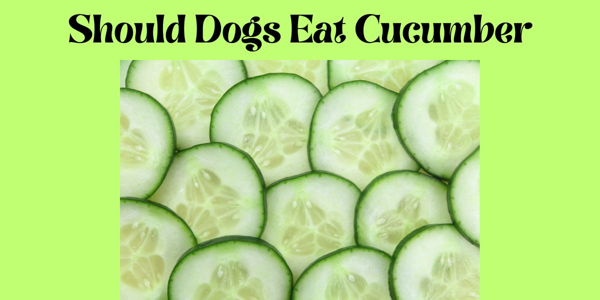 can dogs eat cucumber