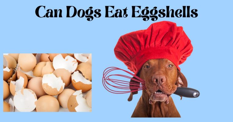 Can Dogs Safely Eat Egg Shells?