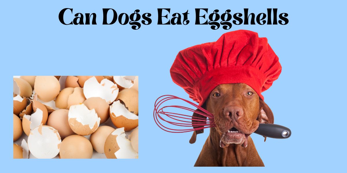 Can Dogs Safely Eat Egg Shells?