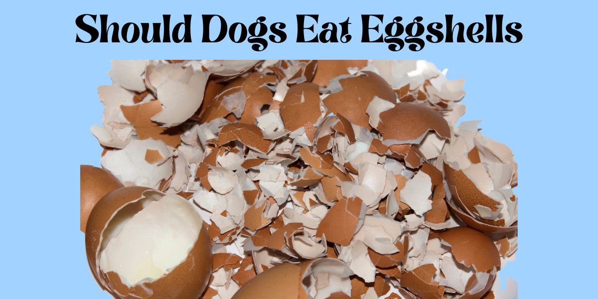 can dogs eat eggshells