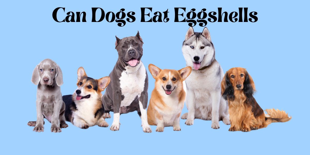 can dogs eat eggshells