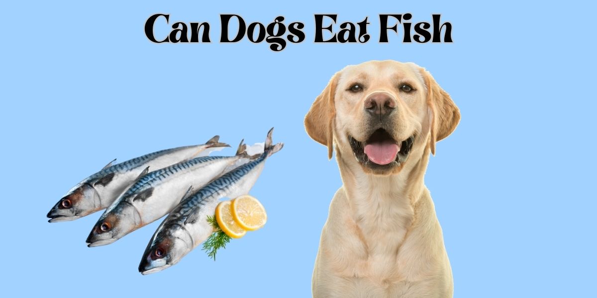 can dogs eat fish