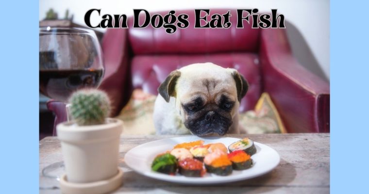 Can Dogs Eat Fish?