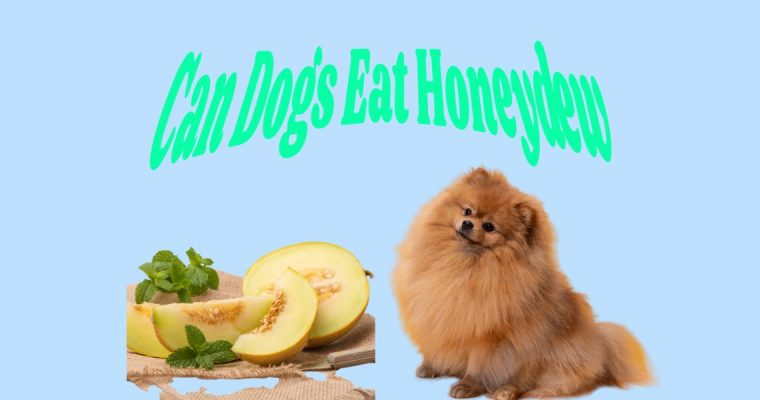 Can Dogs Safely Eat Honeydew?
