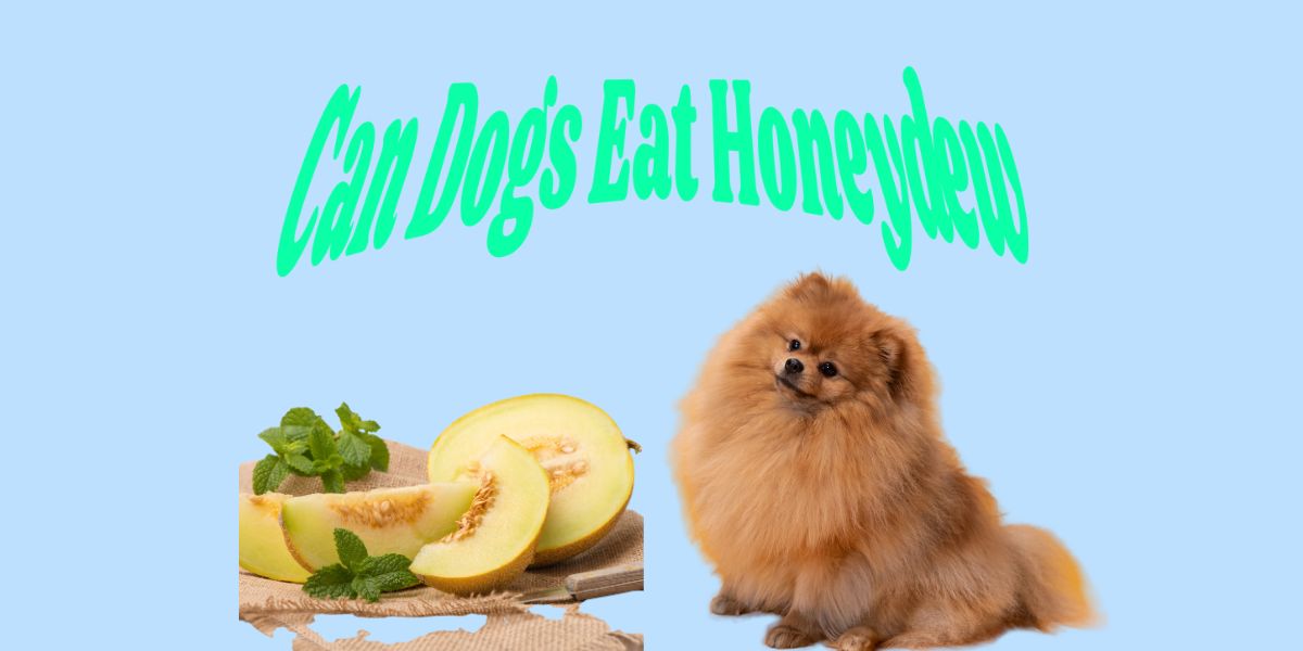Can Dogs Safely Eat Honeydew?
