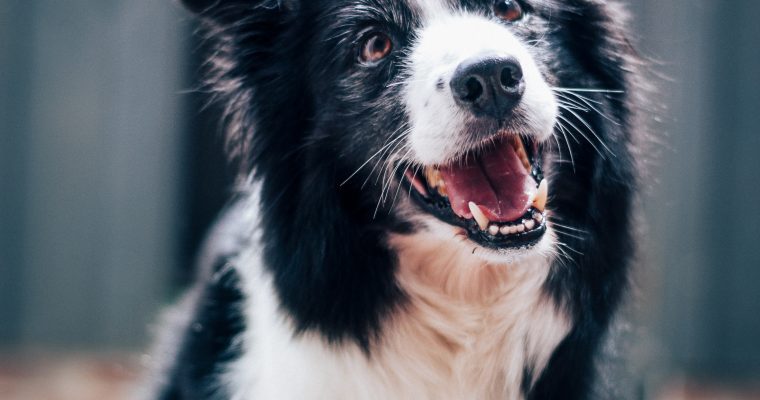 Matching Your Lifestyle: Finding The Perfect Dog Breed For You