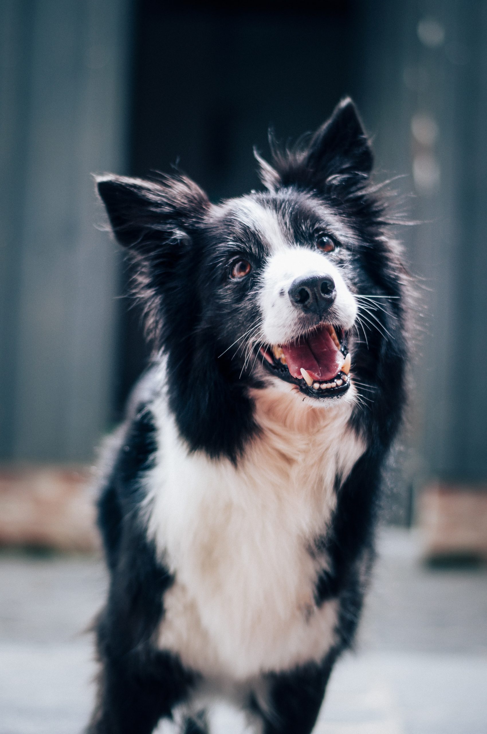 Matching Your Lifestyle: Finding The Perfect Dog Breed For You