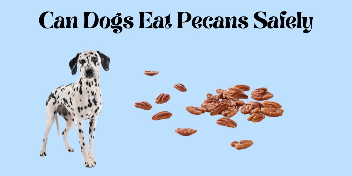 Can Dogs Eat Pecans Safely?