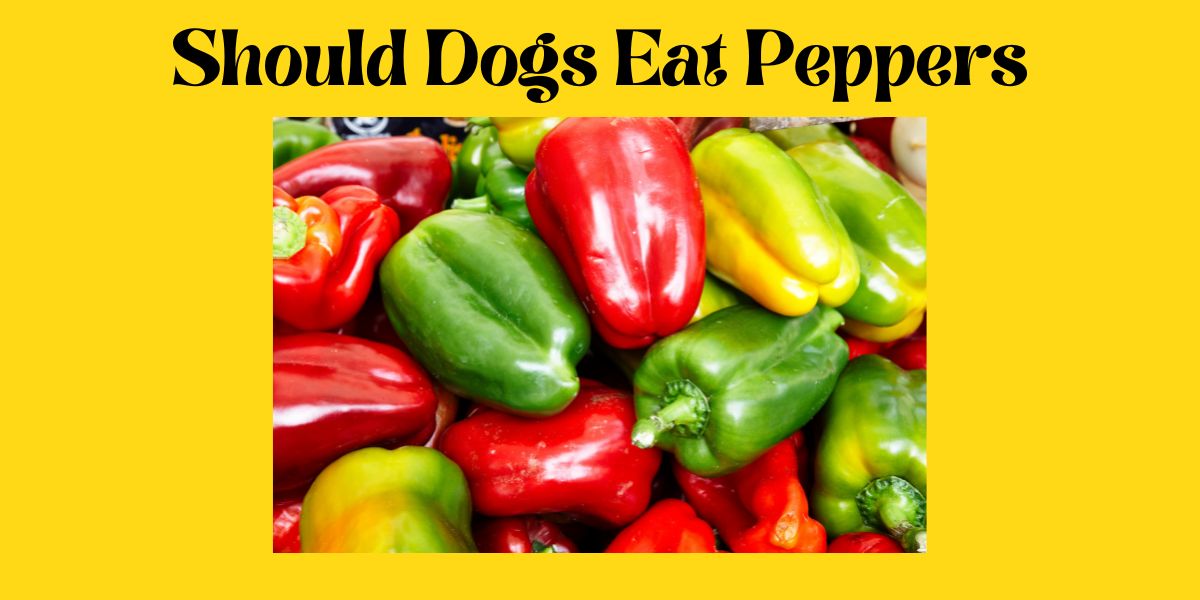 are peppers good for dogs