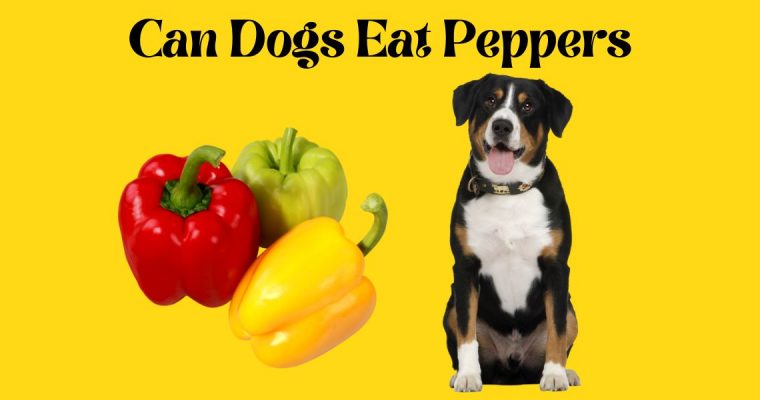 Can Dogs Eat Peppers: A Comprehensive Guide