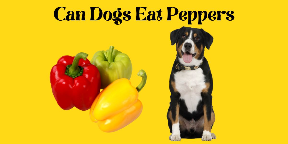 Can Dogs Eat Peppers: A Comprehensive Guide