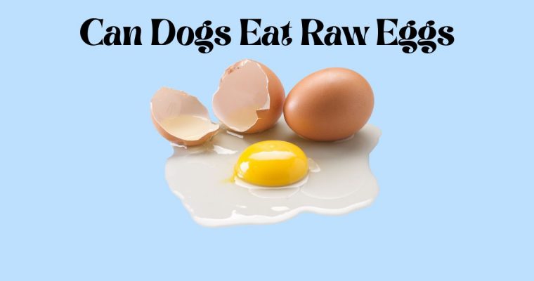 Can Dogs Eat Raw Eggs